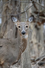 Deers
