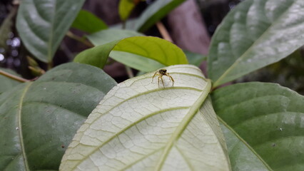 Gold jumping spider. Tutelina elegans, Salticidae. Shot in the forest.