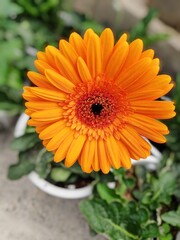 orange gerbera flower
