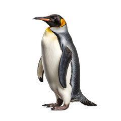 Obraz premium A side view of a king penguin standing confidently, showcasing its distinctive black, white, and orange plumage, ideal for wildlife and animal photography.
