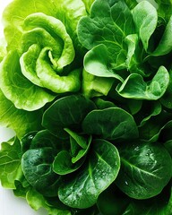 Obraz premium Fresh green lettuce variety for healthy meals.