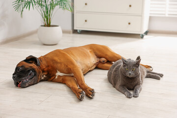 Fototapeta na wymiar Cute dog and cat lying on floor at home