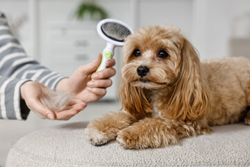 Woman with brush and pet's hair near cute dog indoors, closeup
