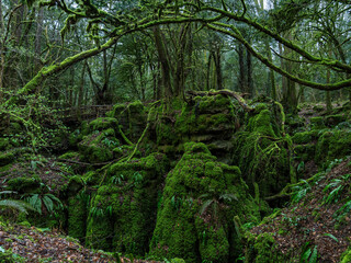 Rock Faces Covered in Moss in Puzzlewood ancient woodland forest near Coleford in the Royal Forest of Dean, Gloucestershire, England, United Kingdom