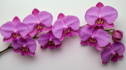 Obraz premium Stunning Purple Orchids Captured Against White Background