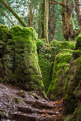 Rock Faces Covered in Moss in Puzzlewood ancient woodland forest near Coleford in the Royal Forest of Dean, Gloucestershire, England, United Kingdom