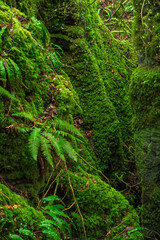 Closeup of Mossy Rocks in Puzzlewood ancient woodland forest near Coleford in the Royal Forest of Dean, Gloucestershire, England, United Kingdom