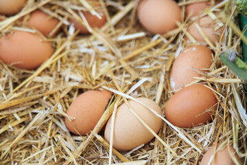 Europe, Spain, Balearic Islands, Mallorca. Palma street market. Brown eggs in straw.