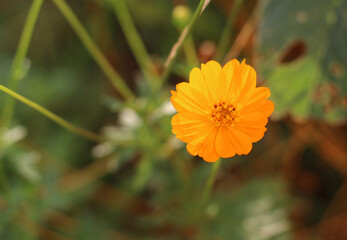 Beautiful yellow Cosmos flowers in the garden.