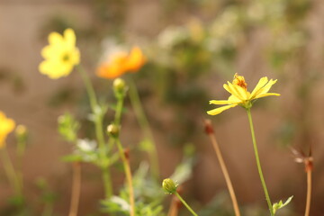 Beautiful yellow Cosmos flowers in the garden.