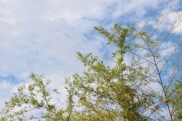 Green bamboo on a bright sky background