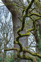 Twisted Tree Branch Covered in Moss in Nagshead Nature Reserve forest near Coleford in the Royal Forest of Dean, Gloucestershire, England, United Kingdom