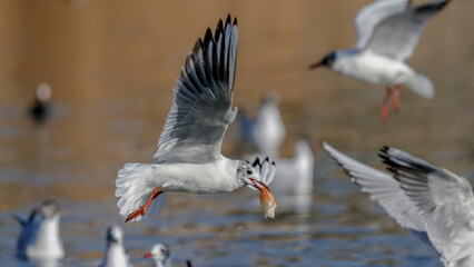 black headed gull fliying over the lake