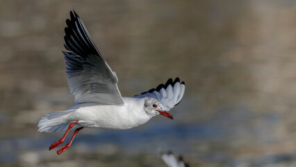 black headed gull fliying over the lake