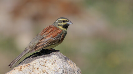 Cirl Bunting bird perching on rock
