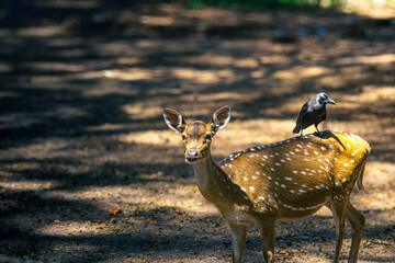 A deer standing calmly, gazing at the camera, with a crow perched on its back. A serene and unexpected wildlife interaction captured in nature.