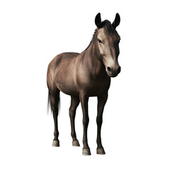 Obraz premium Horse is standing in front of on transparent background