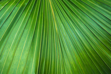 Obraz premium abstract textures of palm leaves on a natural green background