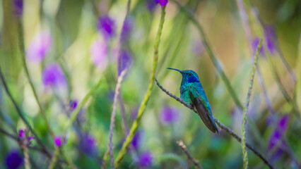 hummingbird in a branch in rain forrest