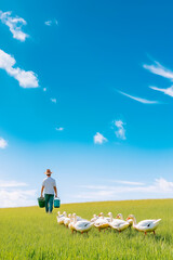 Fototapeta premium In a vibrant grassy field, a farmer walks with a bucket, guiding a group of ducks as they feed under a wide blue sky filled with soft clouds. A tranquil rural moment unfolds