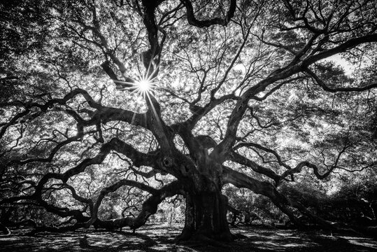 Angel Oak Tree near Charleston, South Carolina