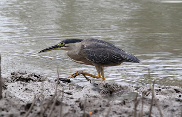 Striated heron bird walking through the mud next to a river of water
