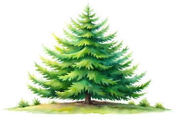 Obraz premium Watercolor Evergreen Tree with Lush Green Needles