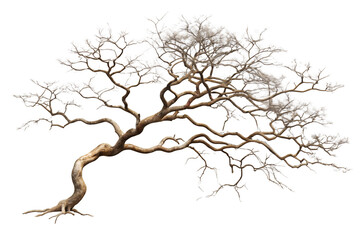 Fototapeta premium Bare Twisted Tree with Leafless Branches Isolated on White Background