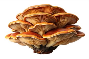  Realistic Layered Mushroom with Earthy Brown and Orange Tones