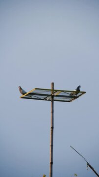 Domestic Pigeon - 4k Vertical Video
