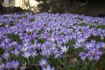 Obraz premium Vibrant Purple Crocus Flowers in Bloom