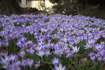 Obraz premium Vibrant Field of Purple Crocus Flowers in Spring