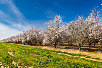 Blooming Almond trees in a field