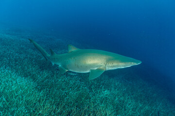 シロワニ　小笠原　東京都