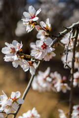 Almond blossoms in spring