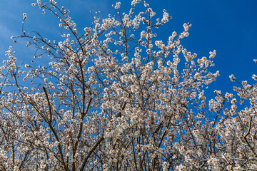 branches of a tree against blue sky