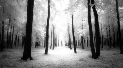 Obraz premium A grayscale forest path. Sunlight filters through the trees, creating a mysterious atmosphere