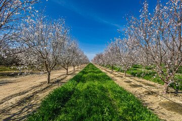 Obraz premium Almond tree orchard in Spring #12