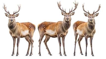 Obraz premium Group of three red deer standing in a full-body shot, isolated on transparent background.