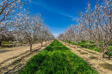 Almond tree orchard in Spring #11