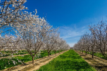 Naklejka premium almond tree blossom