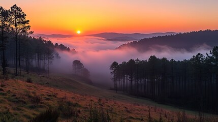 Obraz premium sunrise in the misty forest panoramic image