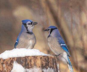 Two Blue Jays