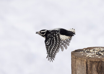 Downy Woodpecker