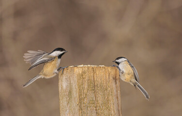 Chickadee In The Woods