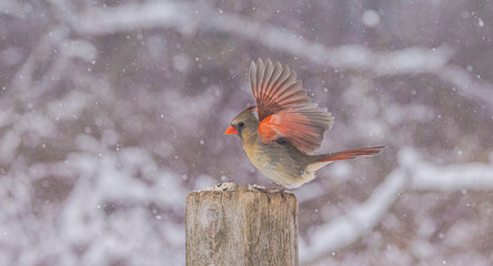 Female Northern Cardinal