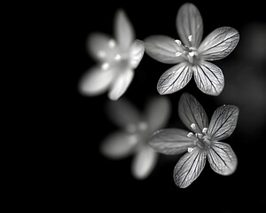 Fototapeta premium Monochrome Flower Reflections, Dark Background