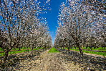 Almond blossoms in an orchard #1