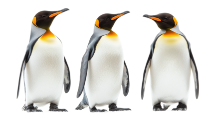 Group of three penguins standing isolated on a transparent background. png file.
