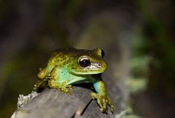 frog on a leaf